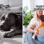 pet allergies before and after homepure zayn