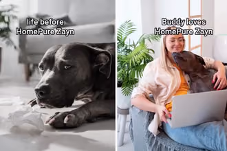 pet allergies before and after homepure zayn